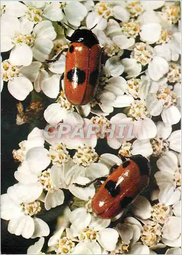Cartes postales moderne Insectes