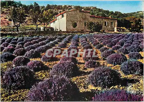 Moderne Karte Paysages de France Haute Provence Champ de lavande