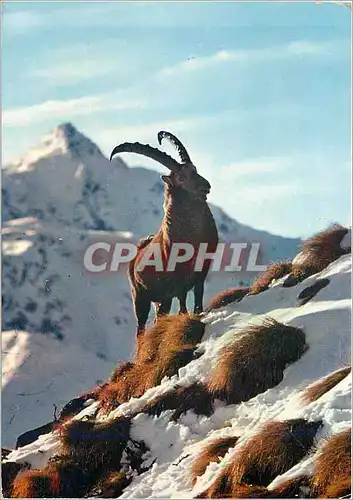 Moderne Karte Animaux de nos Montagnes le Bouguetin des sommets