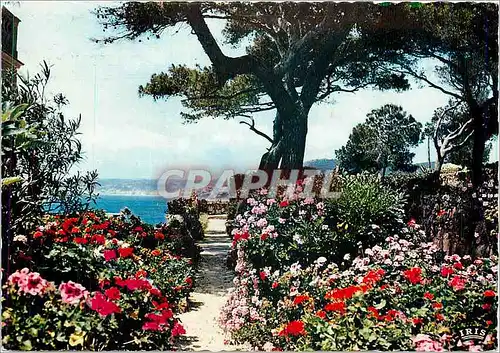 Moderne Karte Reflets de la Cote d'Azur Jardins fleuris sur les bords de la Mediterranee