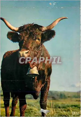 Cartes postales moderne Paturages en Auvergne Vache