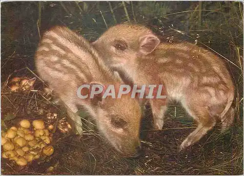 Cartes postales moderne Frischlinge Wildschwseine im ersten Lebensjahr