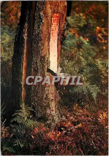 Moderne Karte Landes La Carre la Saignee du Pin Production de la Resine