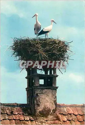 Cartes postales moderne L'Alsace Pittoresque Cigogne