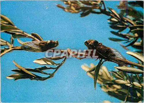 Cartes postales moderne Les Belles Images de Provence Cigales  sur un Olivier