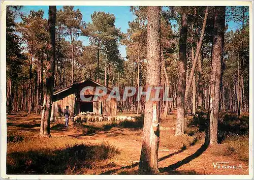 Moderne Karte Paysage de Landes Moutons retrant a la Bergerie