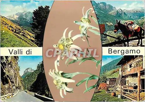 Cartes postales moderne Valli di Bergamo Ane Mule