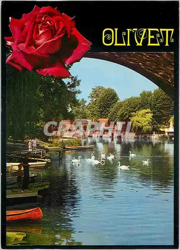 Moderne Karte Olivet (Loiret) Les bords du Loiret Cygnes