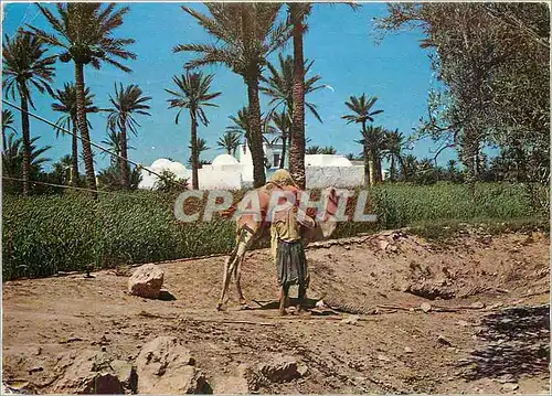 Cartes postales moderne Jerba Chameau