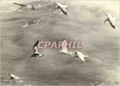 Moderne Karte Visages de l'Ouest Mouettes