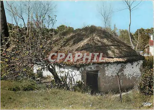 Cartes postales moderne Vision en Vendee Au Pays Maraichin Une Bourine