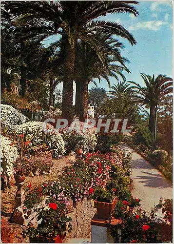 Cartes postales moderne La Cote d'Azur et Provence sa vegetation Mediterraneenne