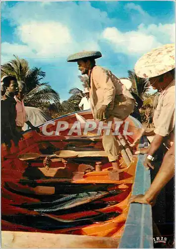 Cartes postales moderne Guadeloupe Vente du poisson au retour de peche