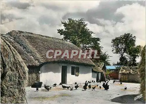 Cartes postales moderne Saint Jean de Monts (Vendee) Une bourine Poules