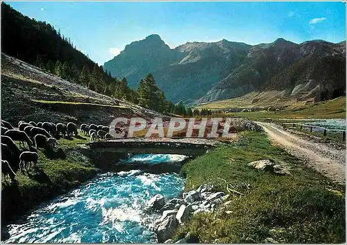 Cartes postales moderne Les Alpes Paturage