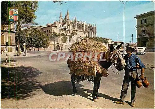 Cartes postales moderne Mallorca Palma Vendeur typique Ane Mule