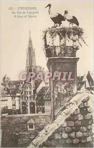 Cartes postales Strasbourg Un Nid de Cigognes