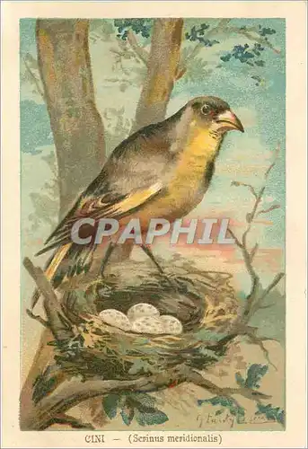 Cartes postales Cini (Serinus mendionalis)