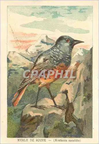 Cartes postales Merle de Roche Monticola saxatilis