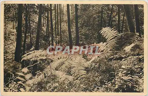 Cartes postales Bretagne Huelgoat Finister Les Fougeres geantes de la Foret