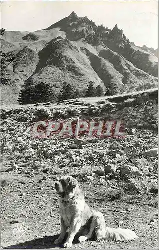 Cartes postales moderne L'Auvergne Chien de Montagne Au fond le Sancy