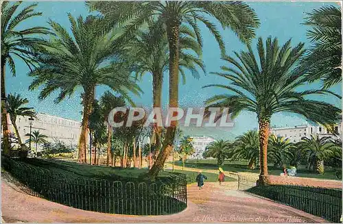 Cartes postales Nice Les Palmiers du Jardin Public