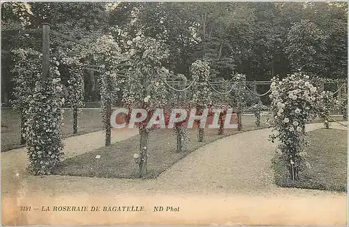 Cartes postales La Roseraie de Bagatelle