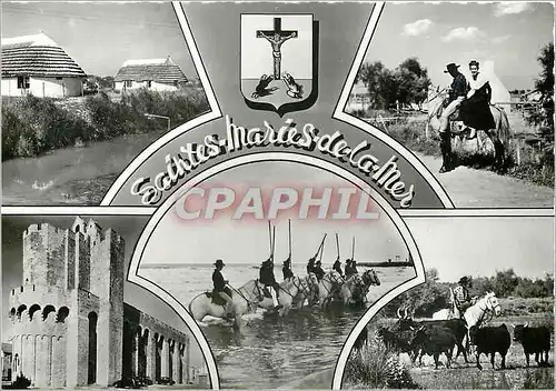 Cartes postales moderne Saintes Maries de la Mer B du R Taureaux