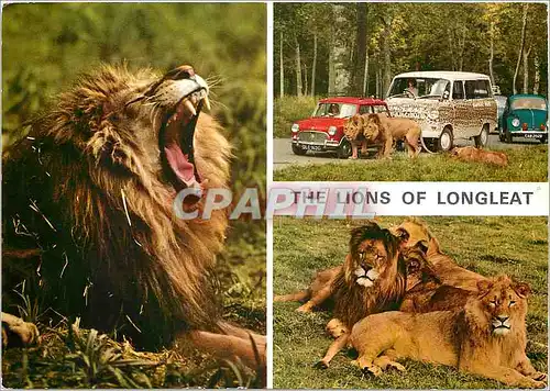 Cartes postales moderne The Lions of Longleat