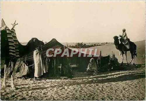 Cartes postales moderne Collection Saharienne Devant la Haimoh ou tente nomade Chameaux