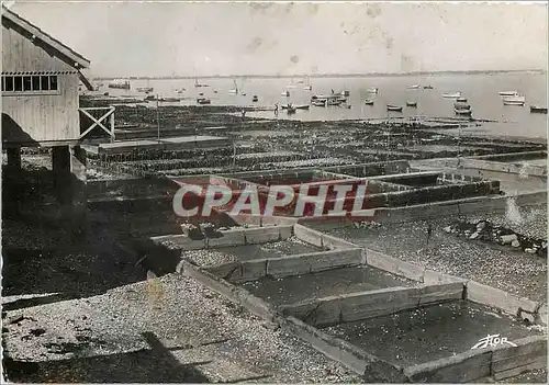 Cartes postales moderne Le Chapus Les Parcs a huitres et la baie