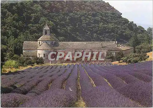 Moderne Karte Abbaye de Senanque Gordes Vaucluse Vue generale et champs de lavande Facade Nord