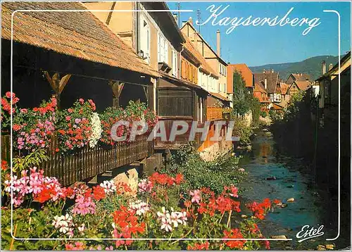 Cartes postales moderne Kaysersberg Haut Rhin Vieilles maisons sur les bords de la Weiss