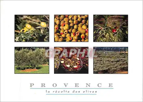 Cartes postales moderne Provence la recolte des olives