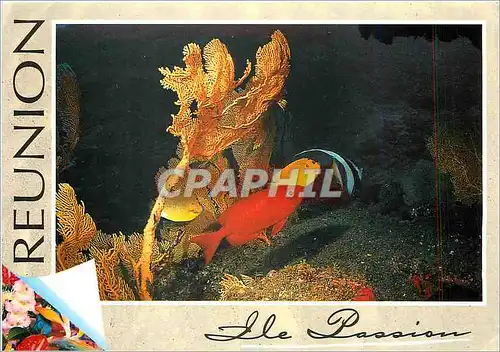 Cartes postales moderne Ile de la Reunion Fonds sous marins