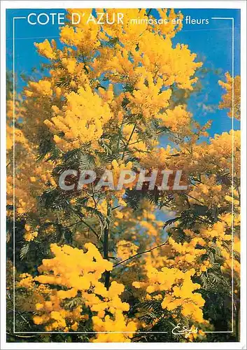 Cartes postales moderne Cote d'Azur mimosas en fleurs