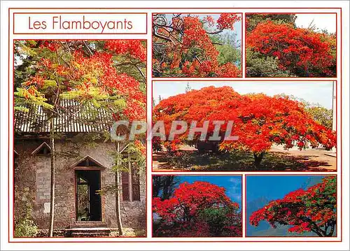 Cartes postales moderne Ile de la Reunion Les Flamboyants