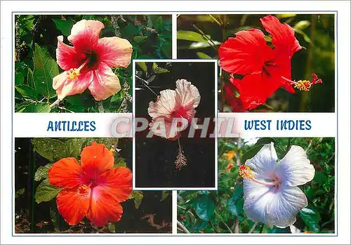 Moderne Karte Antilles West Indies Hibiscus rosa sinensis