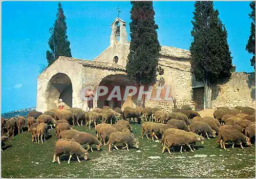 Moderne Karte Moutons devant la Chapelle St Sixte a Eygaliers