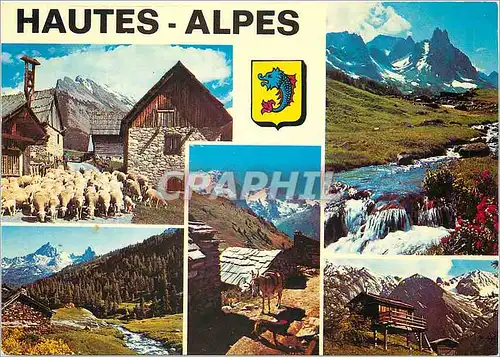 Cartes postales moderne Hautes Alpes Soleil et Montagne Alpage et flore dans les beaux sites des Hautes Alpes