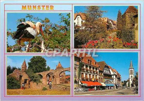 Moderne Karte Munster Ht Rhin Cigognes d'Alsace Jardin Fleurie L'Abbaye