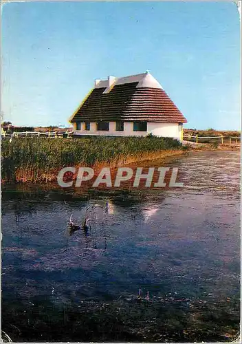 Cartes postales moderne Les Belles Images de Camargue Cabane de Gardian et sa Roubino