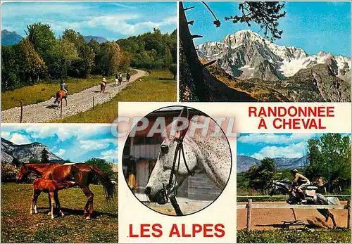 Cartes postales moderne Randonnee a Cheval Les Alpes