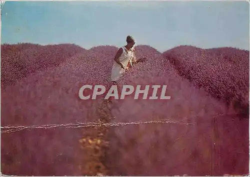 Cartes postales moderne Sous le beau ciel de Provence Cueillette de la lavande