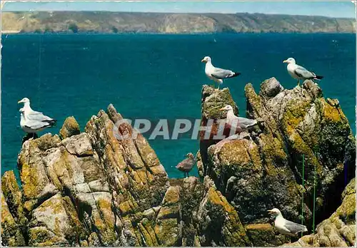 Moderne Karte Goelands sur les rochers