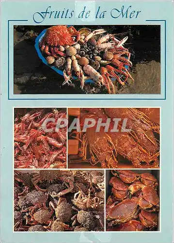 Cartes postales moderne Fruits de la Mer Langoustines