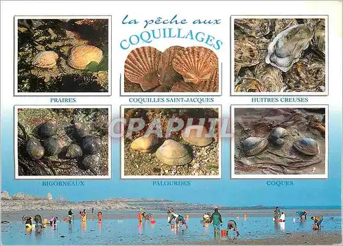 Cartes postales moderne La peche aux Coquillages