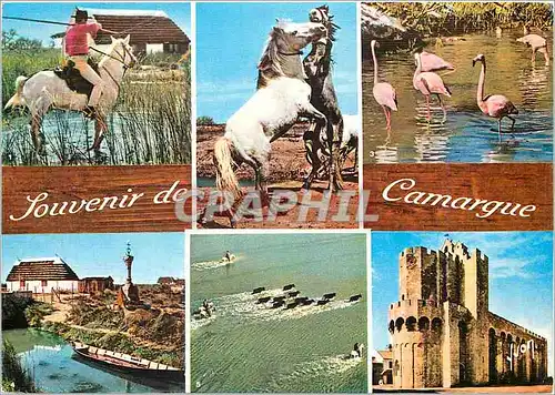Moderne Karte En Camargue B du R Le Gardian Chevaux en liberte