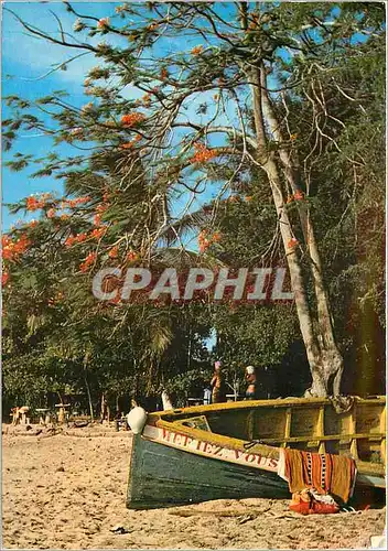 Cartes postales moderne Antilles Francaises French West Indies Gommier