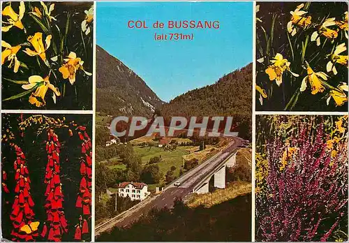 Cartes postales moderne Entre les Vosges et l'Alsace Col de Bussang et Fleurs vosgiennes